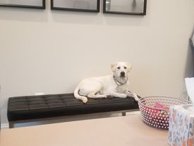Office pup