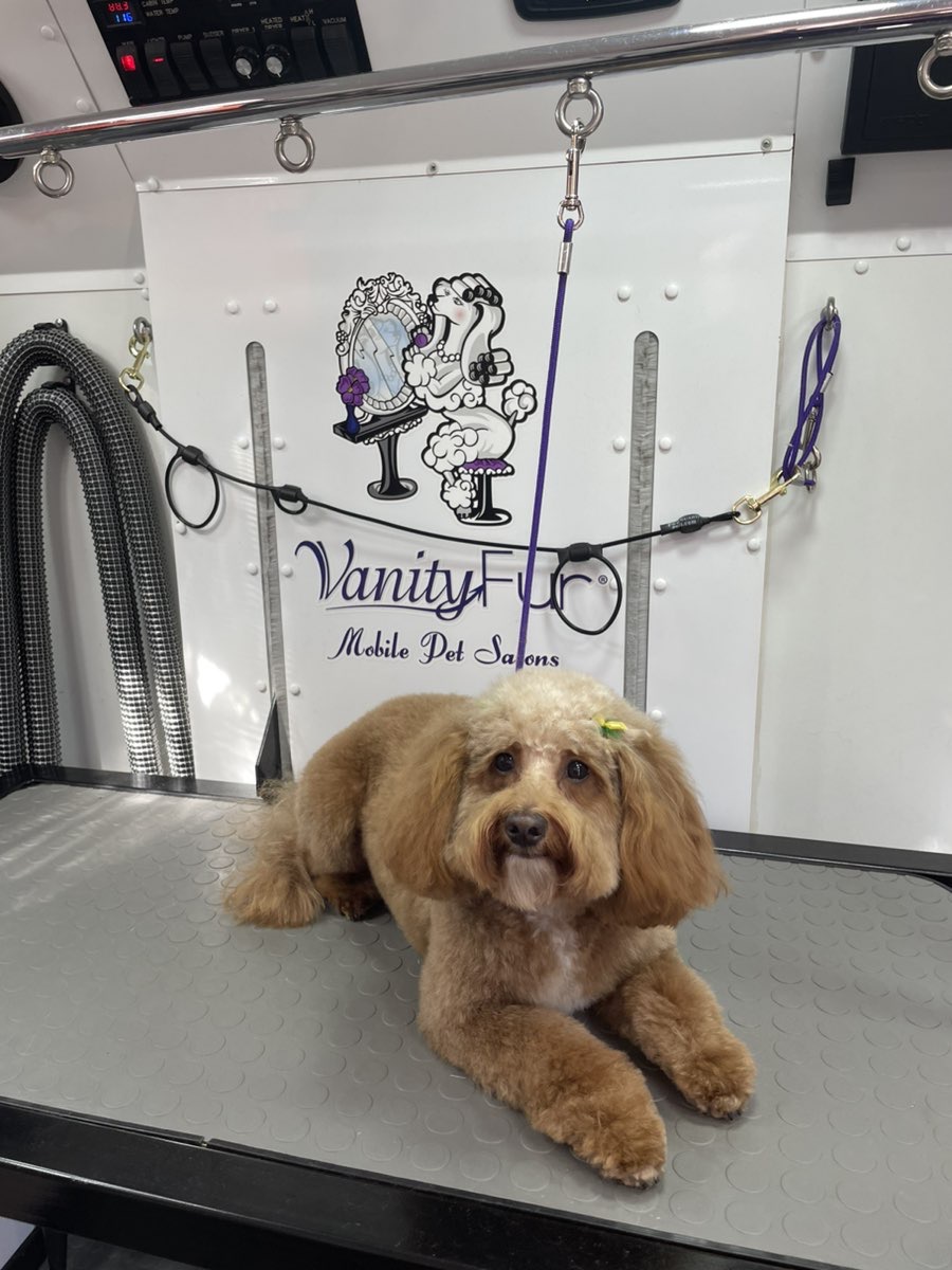 Curated visual reference: Picture Idea: Vanity Fur Mobile Pet Groomer