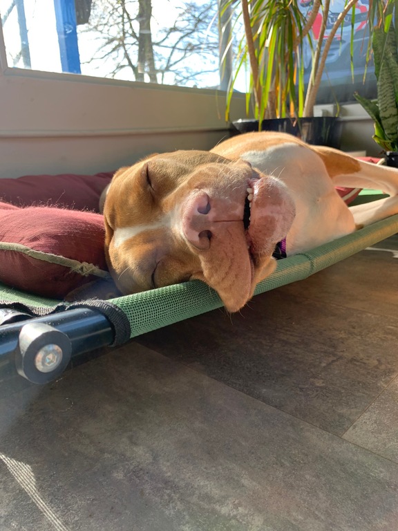 Shop dog hard at work