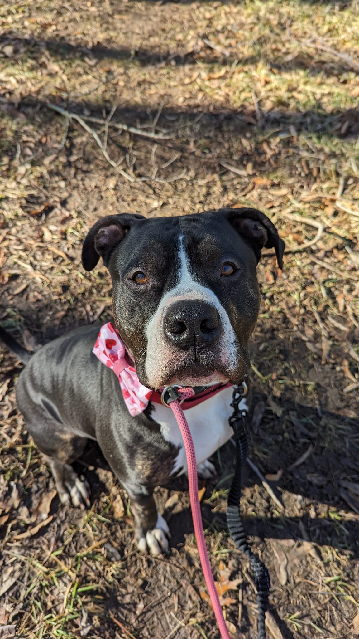 Always furever midwest animal sanctuary
