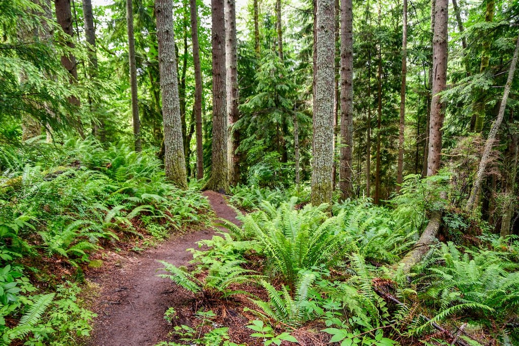 Hiking Tiger Mountain