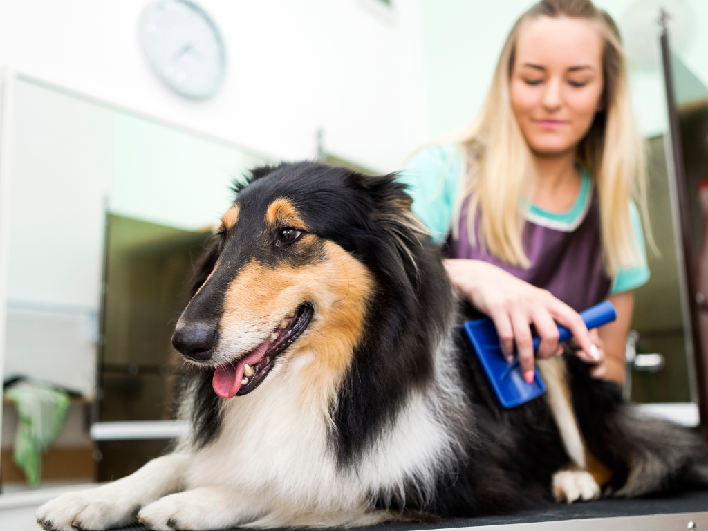 Groomer Furry Land Cleveland