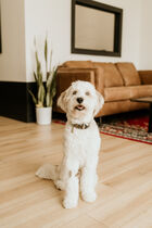 Office Dog