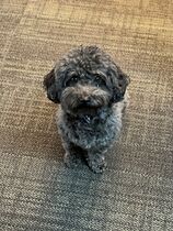 Prince the CEO Poodle
