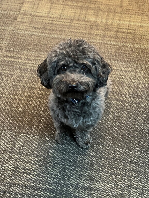 Prince the CEO Poodle