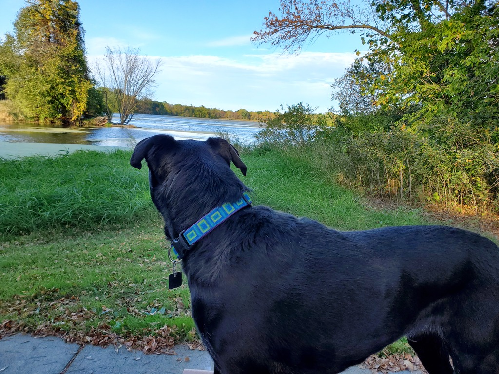 Healthy pets are happy pets!